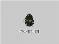 藏品(菲律賓產昆蟲)的圖片